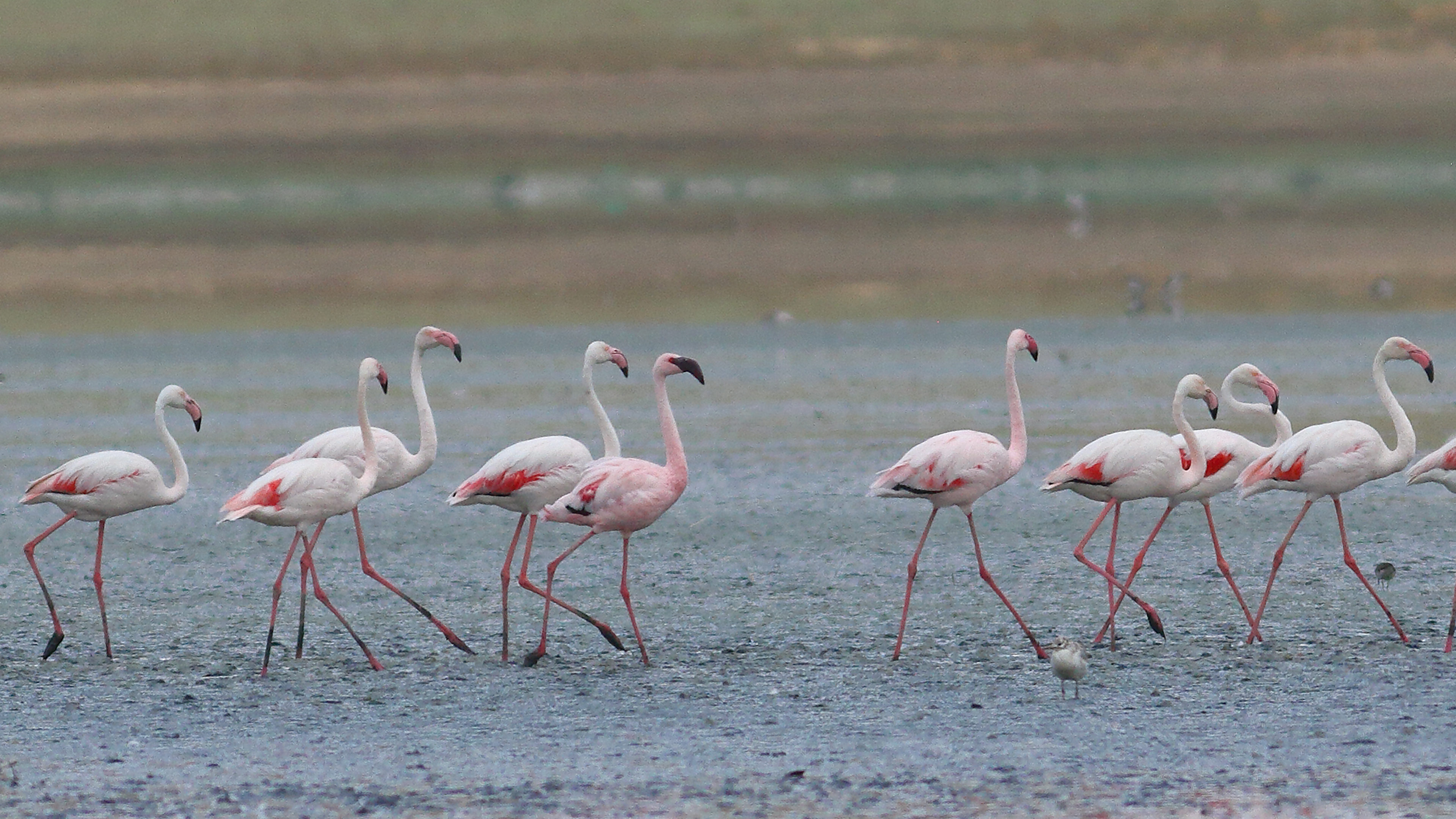 Lesser Flamingo